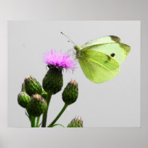 Butterfly Print