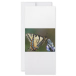 Butterfly Rack Card Template