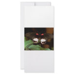 Butterfly rack cards