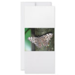 Butterfly rack cards