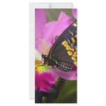 Butterfly Rack Card Design