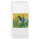 Butterfly rack cards