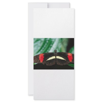 Butterfly Custom Rack Card by oddbob