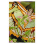 Butterfly stationery