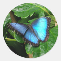 Butterfly Sticker