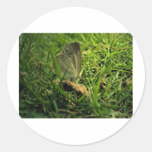 Butterfly Sticker