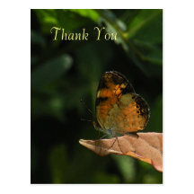 Butterfly Thank You Postcard