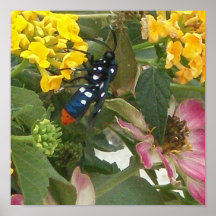 Butterfly Wasp Posters