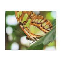 Butterfly Watching Nature Photography Postcard