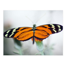 Butterfly Wens Kaarten