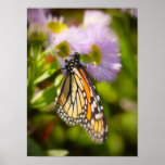 Butterfly with flowers posters
