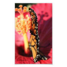 Butterfly with Folded Wings Print Photographic Print