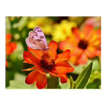Butterfly with orange flowers postcard