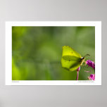 Butterly Poster
