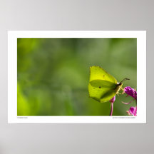 Butterly Poster
