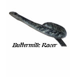 Buttermilk Racer Ladies Long Sleeve t-shirts