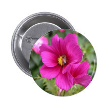 Button badge Pink Cosmos with a wasp