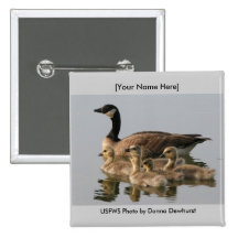 Button / Lesser Canada Goose Brood