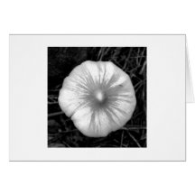 Button Mushroom Greeting Cards