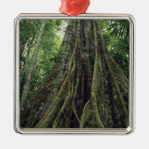 Buttressed tree in rainforest, Corcovado Ornament