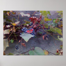 Buttterfly sur des raisins posters