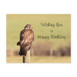 Buzzard Postcard