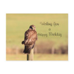 Buzzard Postcard