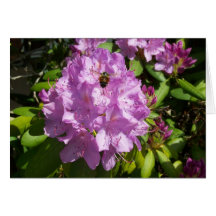 Buzzing Over a Lavender Rhododendron Card