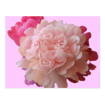BV- Pink Peony Postcard