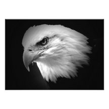 BW Bald American Eagle Invitation