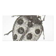 bw_ladybug05 personalized photo card