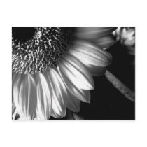 bw sunflower 2 post cards
