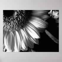 bw sunflower 2 posters