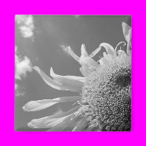 BWSunflower magnets