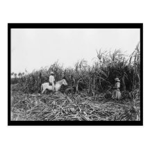 c1904 Cutting Cane on a Cuban Sugar Plantation Post Cards