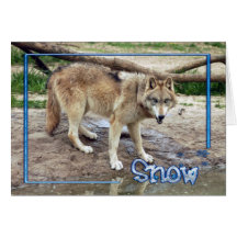 c-2011-grey-wolf-004 greeting cards
