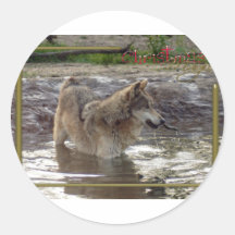 c-2011-grey-wolf-005 adhésifs ronds