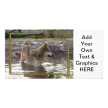c-2011-grey-wolf-005 photo greeting card