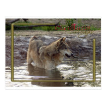 c-2011-grey-wolf-005 postcards