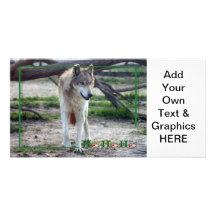 c-2011-grey-wolf-008 photo greeting card