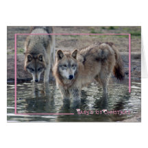 c-2011-grey-wolf-010 cards