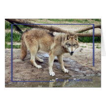 c-2011-grey-wolf-011 greeting card