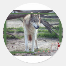 c-2011-grey-wolf-012 autocollants