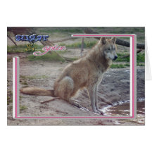 c-2011-grey-wolf-013 card