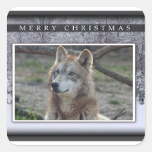 c-2011-grey-wolf-020 autocollants
