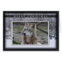c-2011-grey-wolf-020 greeting card