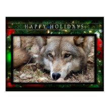 c-2011-grey-wolf-045 post card