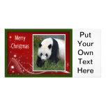 c-2011-panda-0044