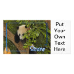 c-2011-panda-0093