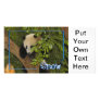 c-2011-panda-0093
